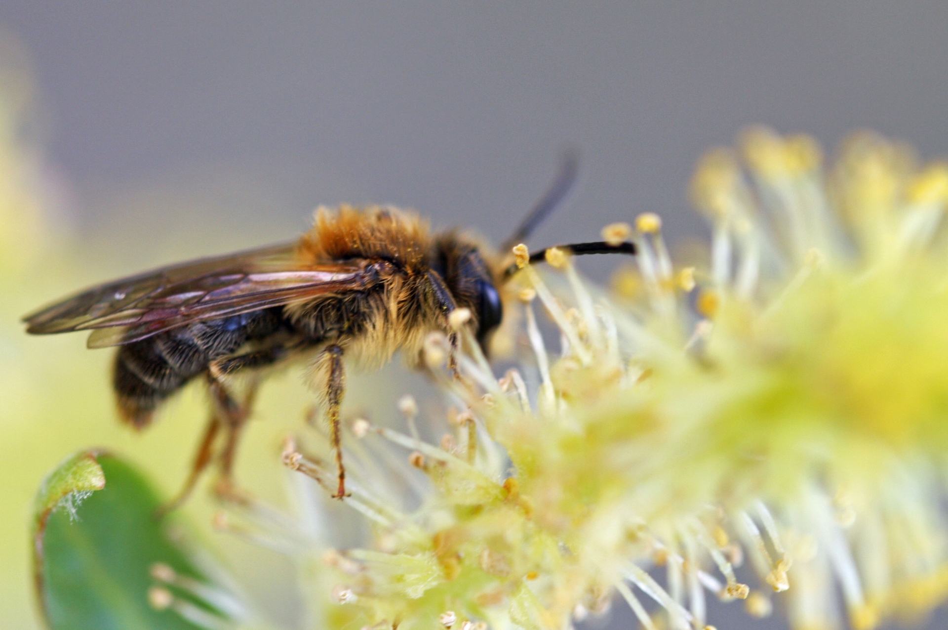 Meinrad Lohmüller_Colletes cunicularius auf Salix triandra semperflorens