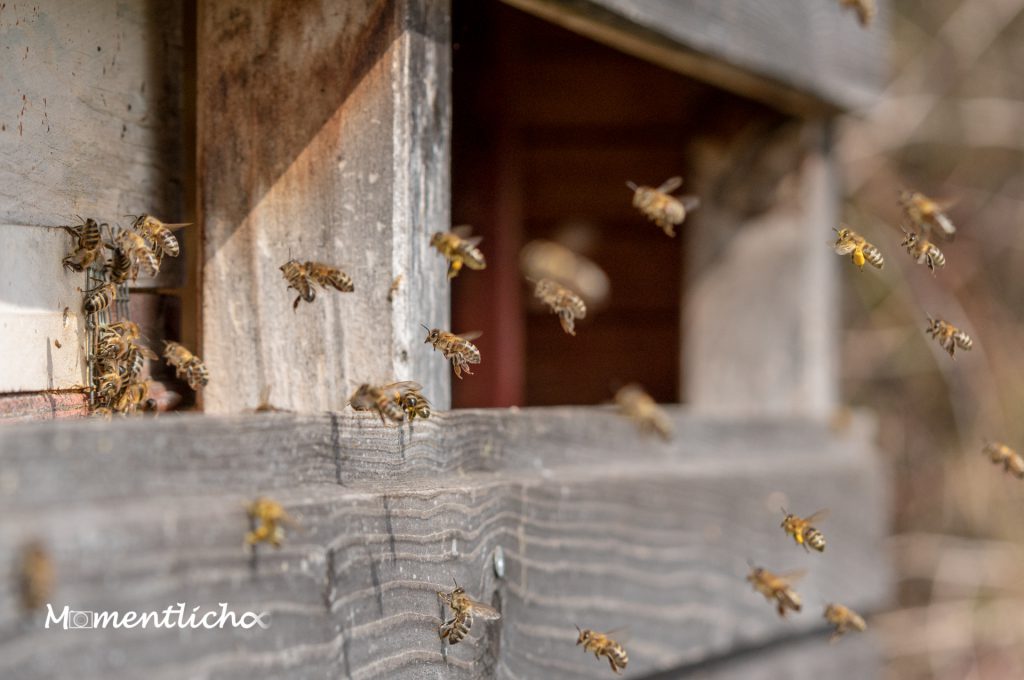Bienen im Anflug NZ Wilhelmsdorf