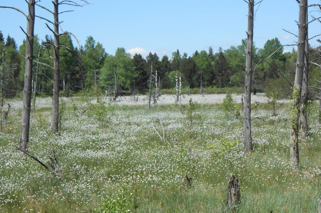 Wollgrasblüte-Frühling im wurzacher rRied