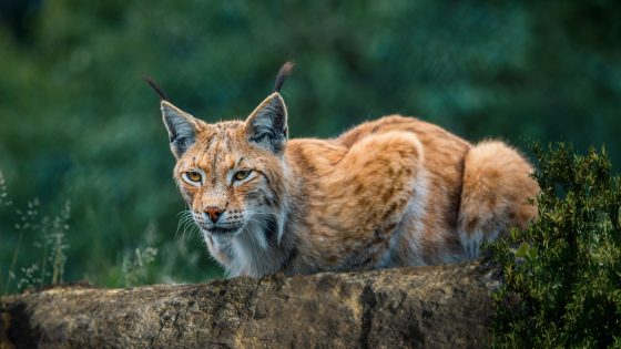 Luchs auf Baumstamm